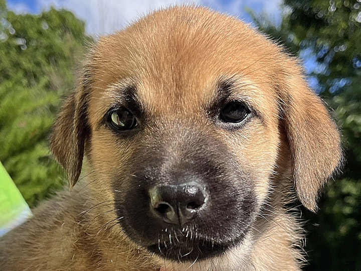 chinook puppy